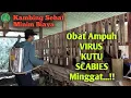 Download Lagu Semprot Kambing Supaya Terhindar Dari Penyakit Kulit || Bersih Dari Kutu Kambing