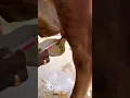 Partial insertion method of intra mammary antibiotic therapy in mastitis