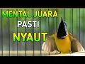 Download Lagu Mental Juara Pasti Nyaut, pancingan sogon amouh untuk sogon lain