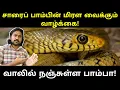 Lagu Does the Rat Snake Have Poison in Its Tail? | Why Are There So Many Stories About the Rat Snake? ...