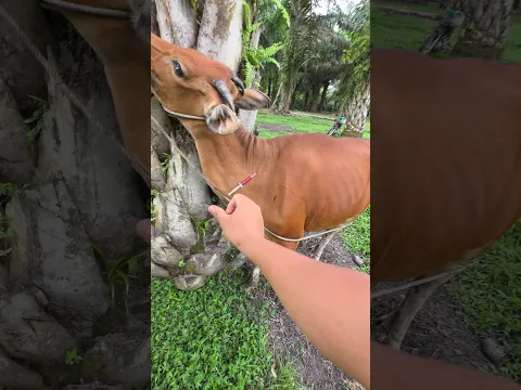 Penyuntikan vitamin pada sapi bali #cow #shorts #animals