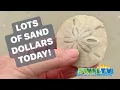 Lots of Sand Dollars During Low Tide in North Naples FL 24