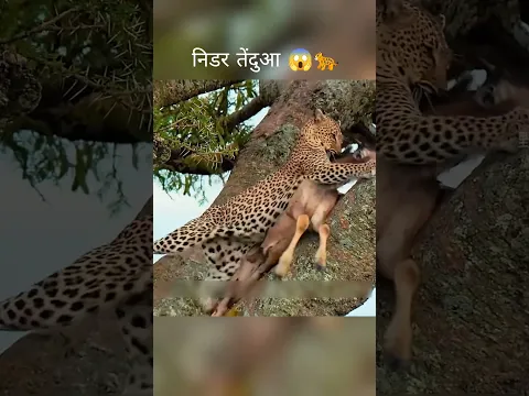 निडर तेंदुए की ताकत😱 #shorts