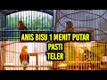 Download Lagu Cukup 1 menit jadikan ANIS MERAH bisu ANDA jadi NGEPLONG GACOR dengar PANCINGAN AMPUH ini