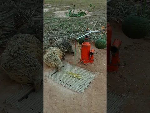 Create smart quail traps Bizarre and fast #shorts