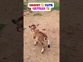 Download Lagu Nadipathy Nano koe😘 kleinste koeien fokken kleiner dan 60 cm hoog #youtube #viral #reels #miniatuur #trend