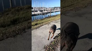 GOOD MORNING!! #fyp #vlog #dream #sailing #doberman