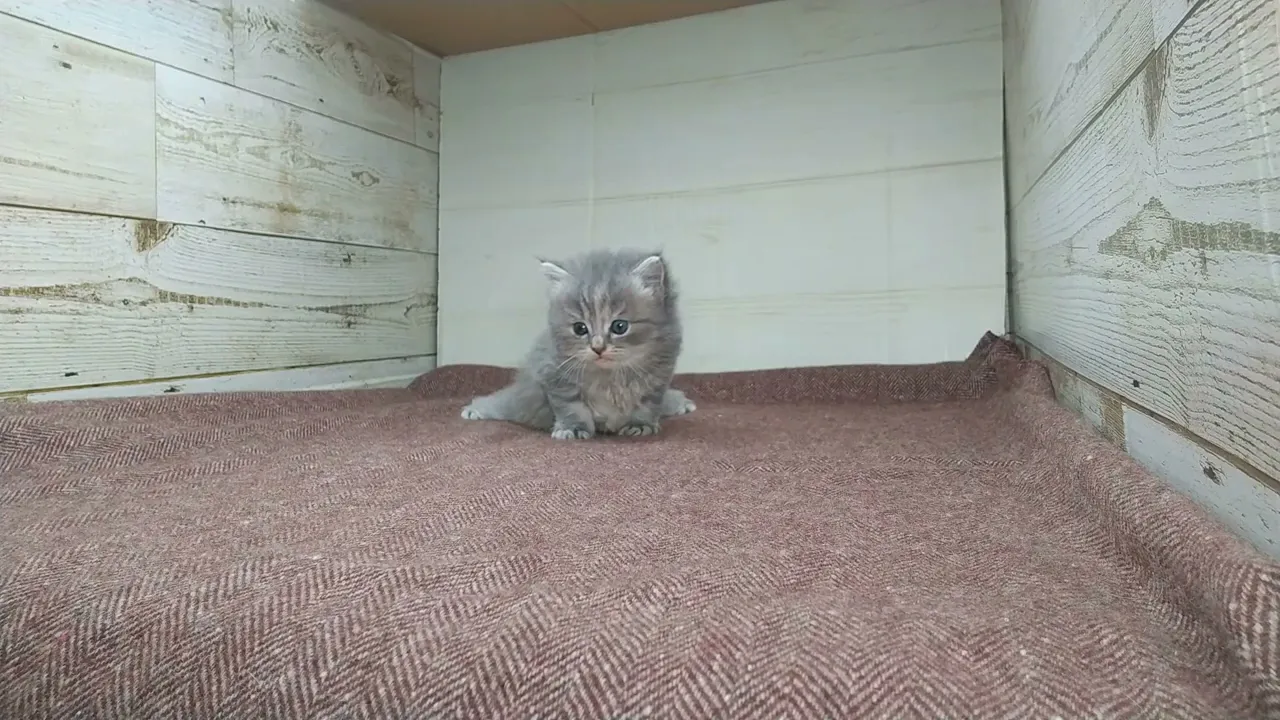 動画
