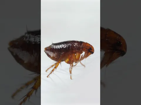 Fleas Can Jump 100 Times Faster Than the Blink of an Eye | #DeepLook #Shorts