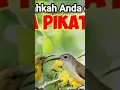 suara pikat burung kecil paling ampuh #suarapikatburungkecil #shorts