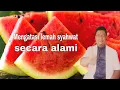 Download Lagu 6 Manfaat buah semangka untuk kesehatan tubuh kita