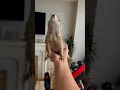 Download Lagu Prairie Dog WAHOO in my hand 🥹 #prairiedog #cute #funny #trending #animals #trendingshorts