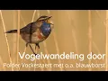 Download Lagu Vogelwandeling door Polder Vockestaert bij Schiedam #1505
