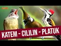 Download Lagu MASTERAN MEWAH CILILIN - PLATUK BAWANG - CUNGKO | SUARA KASAR TEMBAKAN JELAS