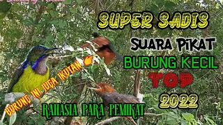 Download Terbaru!!!Suara Pikat Burung Kecil Ribut Paling Ampuh Dan Terbukti MP3