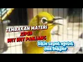 Download Lagu pelci buka materi wik wik panjang || bikin cepat ngotot dan buka paruh || ziper ngeriwik panjang