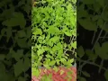 Download Lagu #agriculture #farming #விவசாயம்