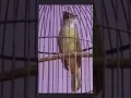 Download Lagu Burung kapas tembak gacor#birds #burung #shortvideo #subscribe #shorts