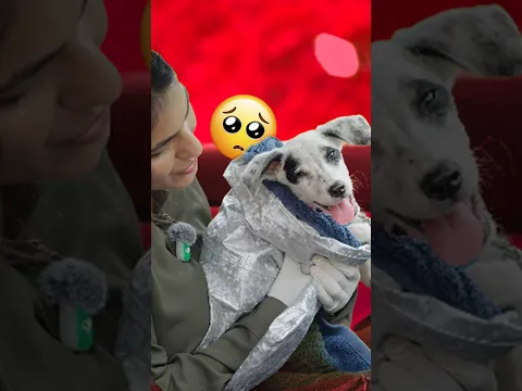 This Dog Was Traumatized… 💔#minivlog #minivlogshorts #doglover