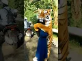 Download Lagu sebelum pergi pamitan dulu sama harimau kesayangan