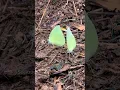 Download Lagu Butterfly : https://vt.tiktok.com/ZSAmuDgL4/