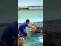 Download Lagu Tangan hampir putus digigit buaya #trending #shortvideo #buaya #viralvideo #shortsviral #faktaunik
