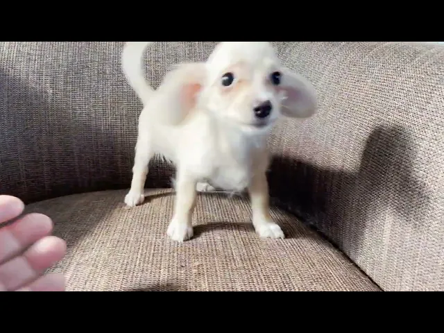 動画