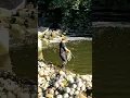 Download Lagu JALA IKAN DAPAT BANYAK DI SUNGAI KECIL  #SHORTS #JALAIKAN