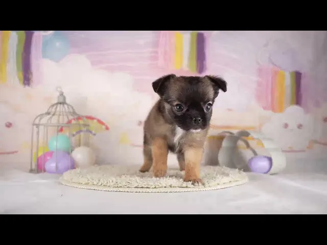 動画