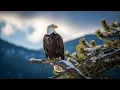 Sound of Bald Eagle | Powerful Screech and Call Effect