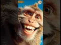 Lagu Monyet Tertawa #shortvideo #comedy #funny