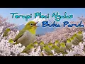 Lagu Terapi Pleci Ngalas dan Buka Paruh #pleci #pcmi #terapiplecikoloni #plecigacor #pcmi 