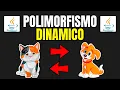 POLIMORFISMO DINAMICO en JAVA POO con Java Curso Maestro de JAVA Episodio