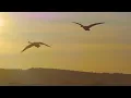 Instrumental Acoustic Folk Music, Relaxing Chill Guitar Music "The Golden Views of Autumn" Open Road