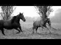 Gay Horses