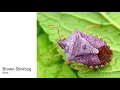 Stinkbug Management in Soybeans