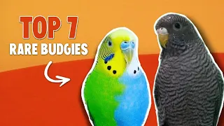 7 rare budgie mutations