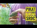 Download Lagu 🔴PIKAT SIKATAN RIMBA DADA COKLAT (SRDC)