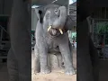 Download Lagu Joget gajah lucu