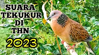 Download SUARA  TEKUKUR KUK 1 DI RANTING,FULL GACOR DI THN 2023 MP3