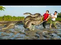 Lagu 72 Hours of Eel Harvest in the Swamp, Horrifying Unexpected Appearance of a Giant Reticulated Python