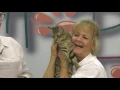 FREE Kittens to Great Homes Happy Tails 280