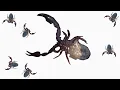 Download Lagu Keeping and Breeding Pseudoscorpions: Dinocheirus arizonensis
