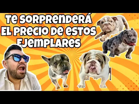 Download MP3 ¡No podrás creer cuánto cuestan estos bulldog!