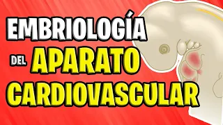 ✅ EMBRYOLOGY CARDIOVASCULAR 💉🧡