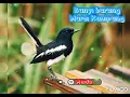 Download Lagu bunyi burung murai kampung | murai bird sound effect | ringtone