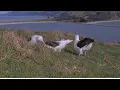 Download Lagu Royal Albatross ~ GLG Comes In To Feed \u0026 SP Nibbles SSTrig's Tail! RLK Comes In After To Feed 9.5.25