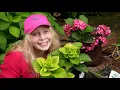 Hydrangea Leaves Turning Yellow You May Need to Do This