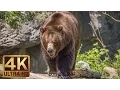 Download Lagu 4K Ultra HD Vídeo sobre los animales salvajes - 1 Hora Los paisajes de la vida silvestre