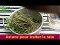 Download Lagu ASTUCE POUR TRAITER LA RATE